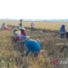 Disperta Kabupaten Madiun catat produksi padi MPI mencapai 82.431 ton