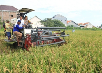 Pemkot Probolinggo dukung ketahanan pangan dengan pertanian organik