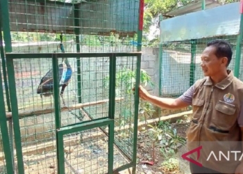 BKSDA Kediri rawat burung merak temuan