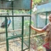 BKSDA Kediri rawat burung merak temuan
