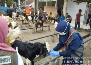 Jelang Idul Adha, Disnak Trenggalek pastikan stok hewan kurban mencukupi