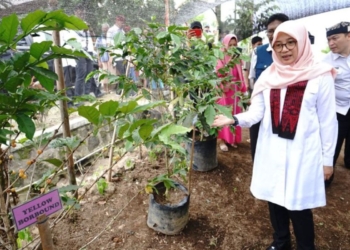 Pemkab Banyuwangi terus gali potensi ekonomi desa terutama pertanian