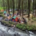 Potensi wisata hutan pinus di Lumajang