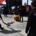 Pelatihan snake rescue petugas Damkar Madiun
