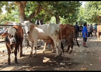 Harga hewan kurban di Pacitan mulai naik jelang Idul Adha