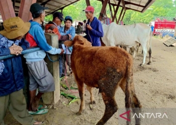 Harga hewan kurban di Situbondo naik 15-20 persen menjelang Idul Adha