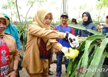 Banyuwangi dukung petani buah naga kembangkan varietas baru