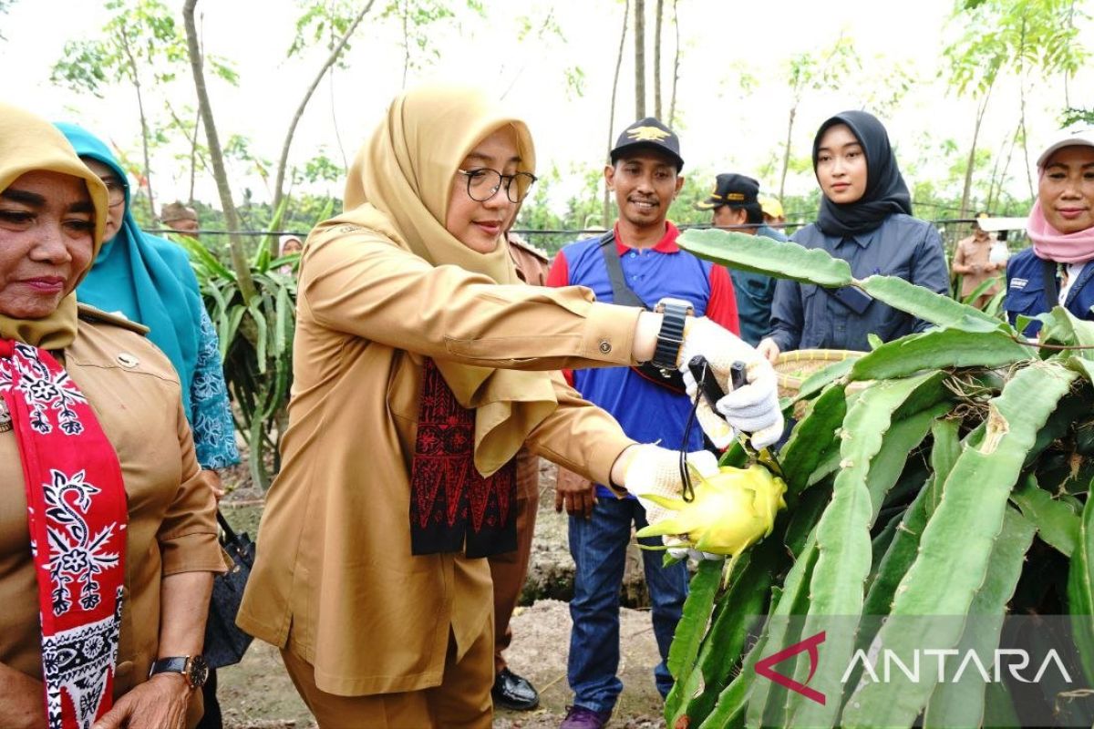 Banyuwangi dukung petani buah naga kembangkan varietas baru