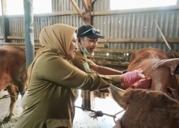 Pemkab Lumajang tingkatkan pengawasan hewan kurban jelang Idul Adha