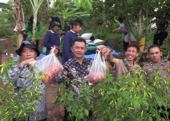 Petani hortikultura Madiun panen cabai dukung kemandirian pangan lokal