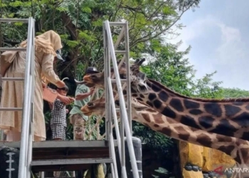 KBS tingkatkan asupan nutrisi jaga kondisi satwa saat “bediding”