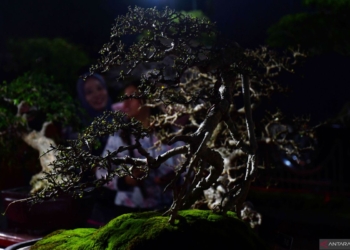 Pameran bonsai di Ponorogo – ANTARA News Jawa Timur