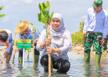 Khofifah ajak masyarakat kuatkan komitmen pelestarian mangrove