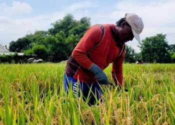 Distribusi pupuk subsidi di Situbondo capai 36 persen pada semester I
