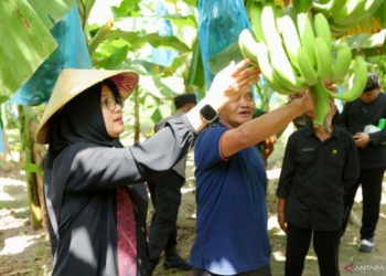 Pemkab Banyuwangi dukung majukan pisang cavendish