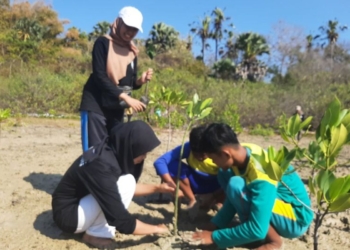 KKN di Sumenep, mahasiswa UTM tanam mangrove di pesisir Pantai Ekarekong