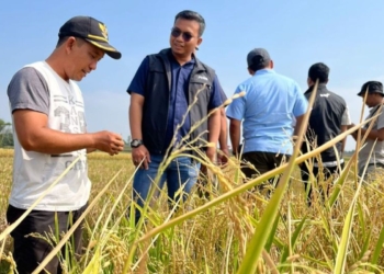 Bulog mulai serap gabah melalui mitra tani