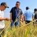 Bulog mulai serap gabah melalui mitra tani