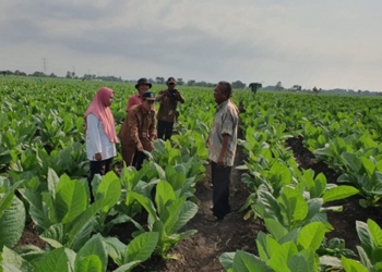 Dinas Pertanian Probolinggo atasi penyakit serang tanaman tembakau