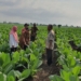 Dinas Pertanian Probolinggo atasi penyakit serang tanaman tembakau