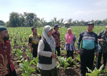 Dinas Pertanian Probolinggo buat POC dan pestina kendalikan hama tembakau