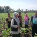 Dinas Pertanian Probolinggo buat POC dan pestina kendalikan hama tembakau
