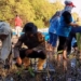 Tanam mangrove, Polres Probolinggo jaga kelestarian lingkungan