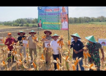 Menko PMK ikuti panen raya jagung hibrida di Ponorogo