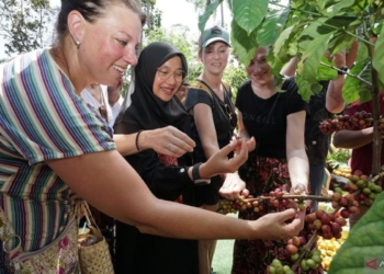 Banyuwangi catat produksi kopi capai 10.600 ton per tahun