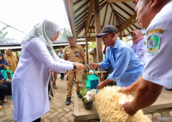 Peternak Banyuwangi dilatih bikin silase untuk ketersediaan pakan