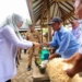 Peternak Banyuwangi dilatih bikin silase untuk ketersediaan pakan
