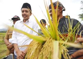 Pemkab Trenggalek dorong petani hasilkan padi sehat