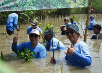 PT Smelting tanam 1.000 mangrove cegah abrasi pantai