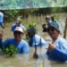PT Smelting tanam 1.000 mangrove cegah abrasi pantai
