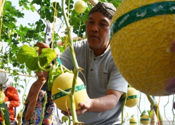 Agrowisata melon hidroponik di Magetan