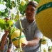 Agrowisata melon hidroponik di Magetan