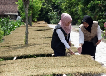 Sosialisasi BPJS Ketenagakerjaan Bagi Petani /Buruh Tani Tembakau
