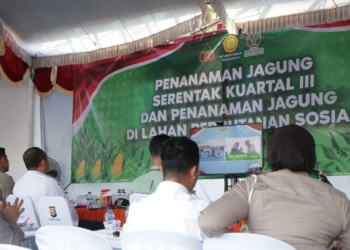 Penanaman Jagung Serentak di Lahan Perhutanan Sosial, Dukung Ketahanan Pangan Nasional