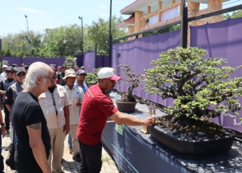 Festival Bonsai Ngrambe, Seni Alam yang Tumbuhkan Ekonomi Kreatif