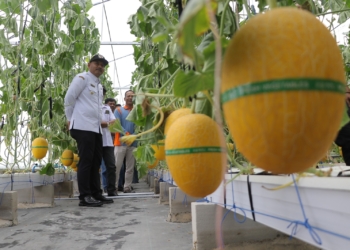 Agroteknologi Desa, Wisata Petik Melon Pelang Kidul Dongkrak Ekonomi Warga