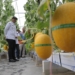 Agroteknologi Desa, Wisata Petik Melon Pelang Kidul Dongkrak Ekonomi Warga
