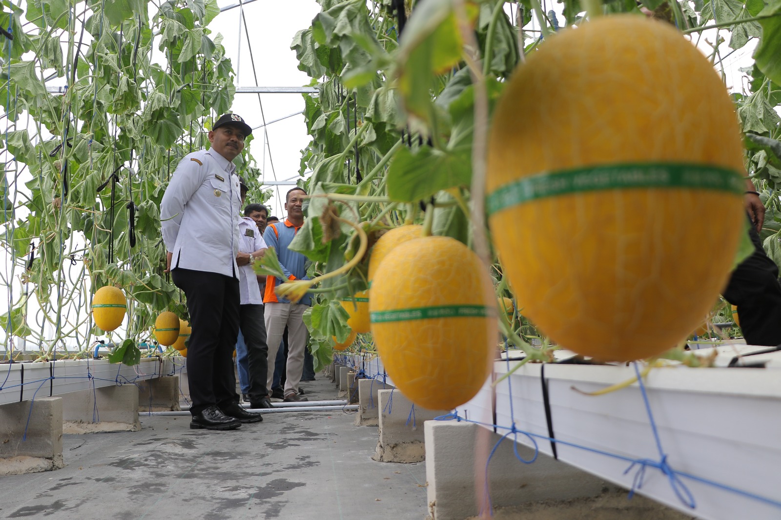Agroteknologi Desa, Wisata Petik Melon Pelang Kidul Dongkrak Ekonomi Warga