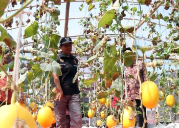 Desa Sukowiyono Punya Magnet Baru, Mandala Farm Hadirkan Wisata Petik Melon Premium