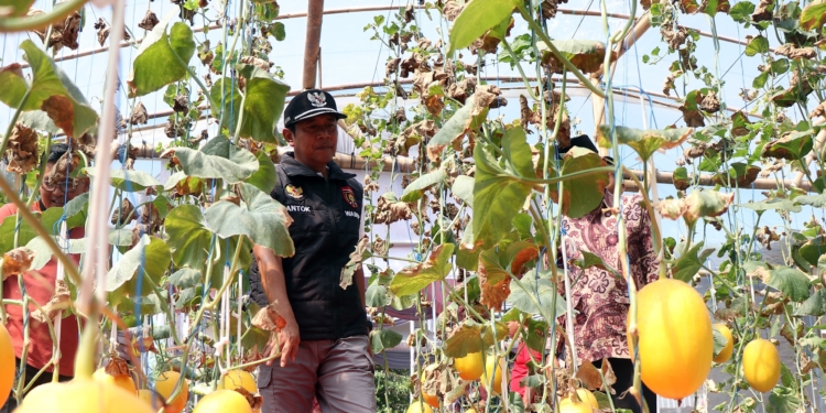 Desa Sukowiyono Punya Magnet Baru, Mandala Farm Hadirkan Wisata Petik Melon Premium