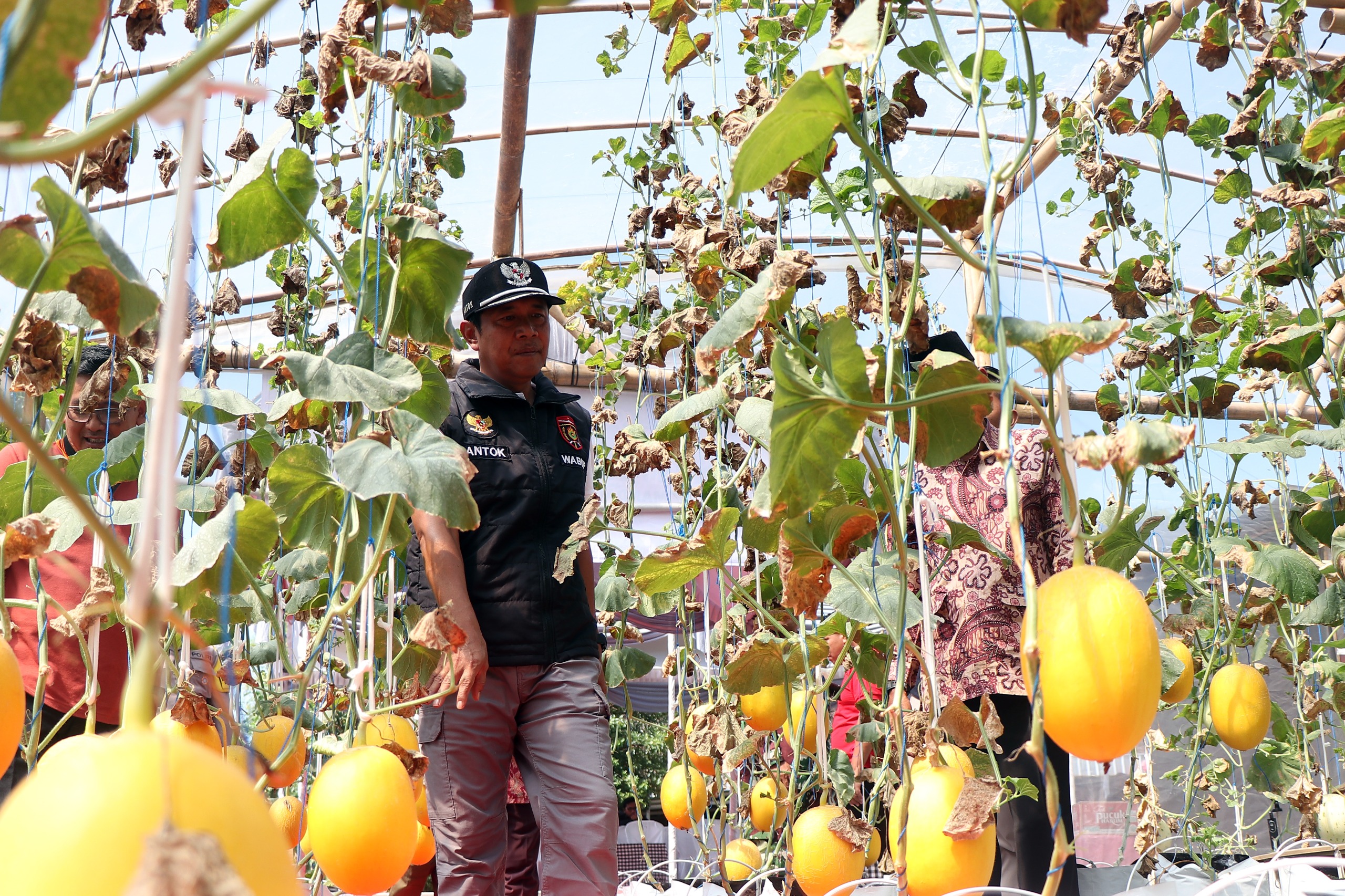 Desa Sukowiyono Punya Magnet Baru, Mandala Farm Hadirkan Wisata Petik Melon Premium