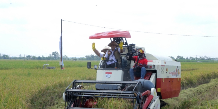 Panen Raya di Ngawi, Bulog Perkuat Target Serapan 4 Juta Ton Beras 2026